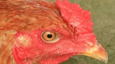 tavuk gözü