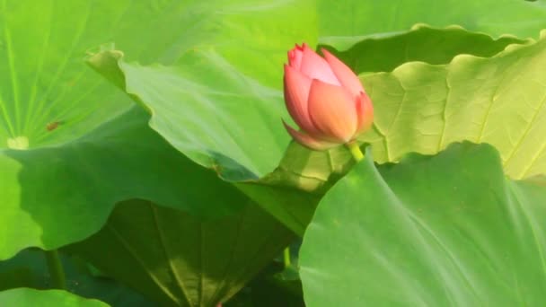 Lotus göleti — Stok video