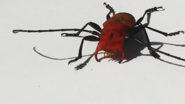 Roter Käfer auf weißem Hintergrund — Stockvideo