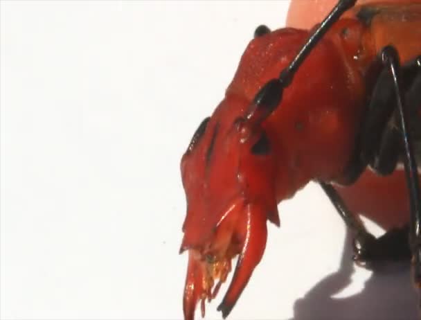 Red beetle on a white background — Stock Video