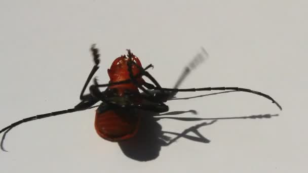 Coléoptère rouge sur fond blanc — Video