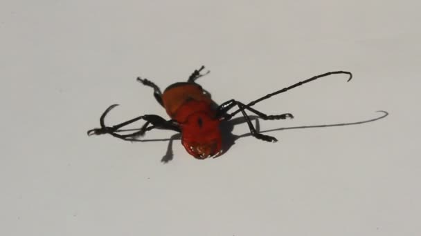 Escarabajo rojo sobre fondo blanco — Vídeo de stock