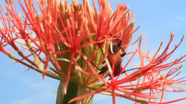 Hortensia op een bewolkte achtergrond — Stockvideo