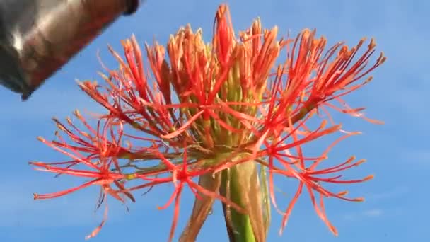 Hortensia op een bewolkte achtergrond — Stockvideo