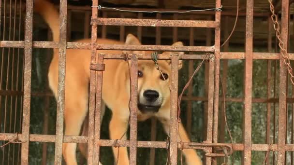 Cão na gaiola — Vídeo de Stock