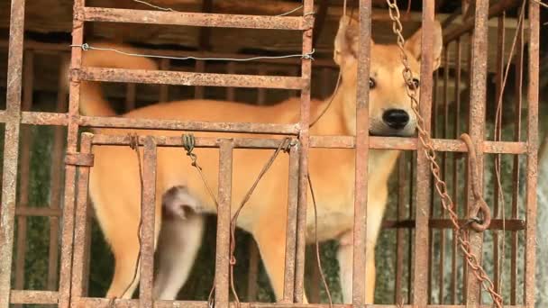 Hund im Käfig — Stockvideo