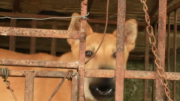 Собака в клетке — стоковое видео