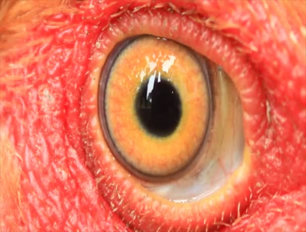 鸡眼睛 — 图库视频影像