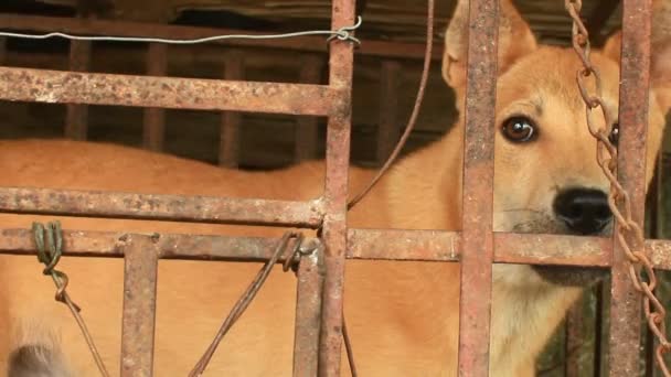 Собаки в клітці — стокове відео