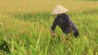 Coltivatori di riso in un campo raccolto