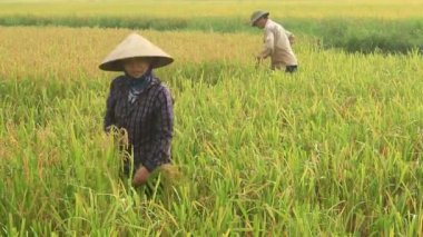 Coltivatori di riso in un campo raccolto