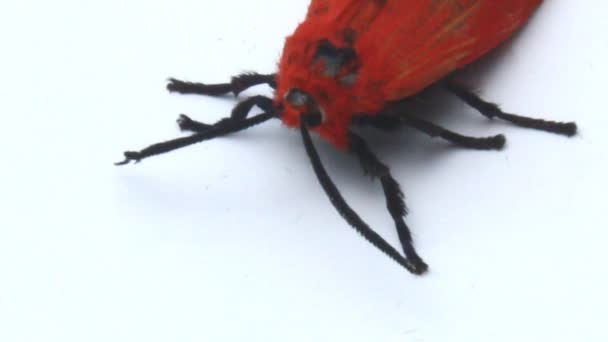 Красная бабочка — стоковое видео