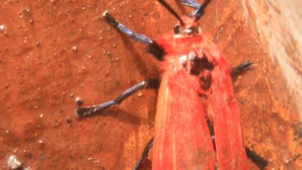 Mariposa roja — Vídeos de Stock