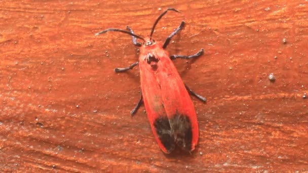 Mariposa roja — Vídeos de Stock