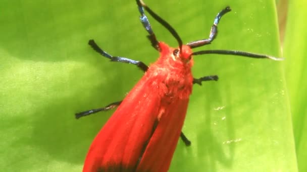 Mariposa roja — Vídeos de Stock