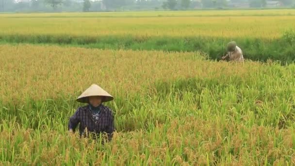 Farmers harvest rice in a field — ストック動画