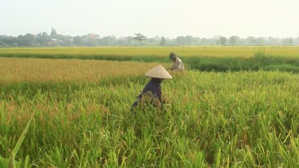 Фермеры собирают рис в поле — стоковое видео