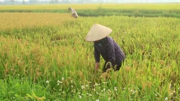 Bauern ernten Reis auf einem Feld — Stockvideo