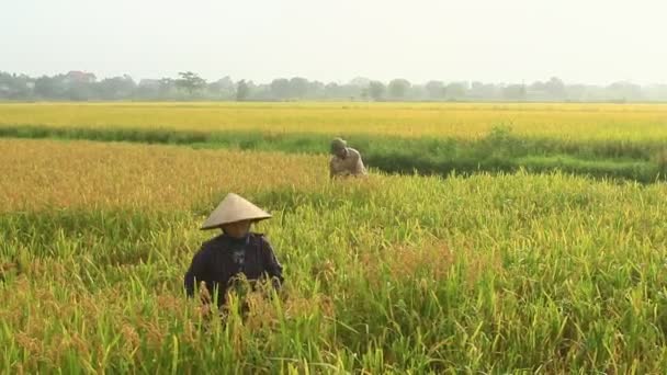 Gli agricoltori raccolgono riso in un campo — Video Stock