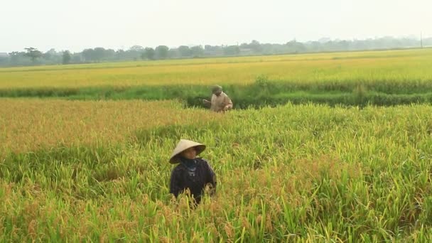 Gli agricoltori raccolgono riso in un campo — Video Stock
