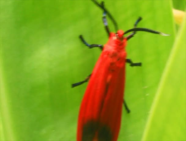 Red butterfly — Stock Video