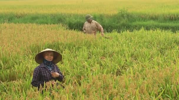 Farmers harvest rice in a field — Stock video