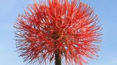 A felhős háttér Hortenzia