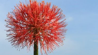 A felhős háttér Hortenzia