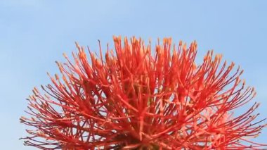 A felhős háttér Hortenzia