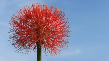 A felhős háttér Hortenzia