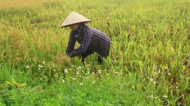 Bauern ernten Reis auf einem Feld — Stockvideo