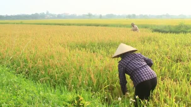 Agricultores cosechan arroz en un campo — Vídeos de Stock