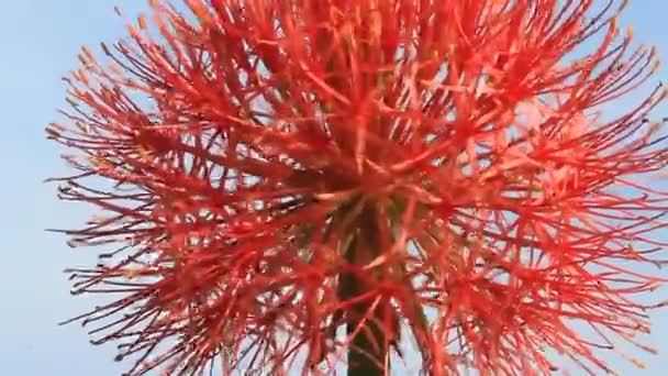 Hortênsia em um fundo nublado — Vídeo de Stock