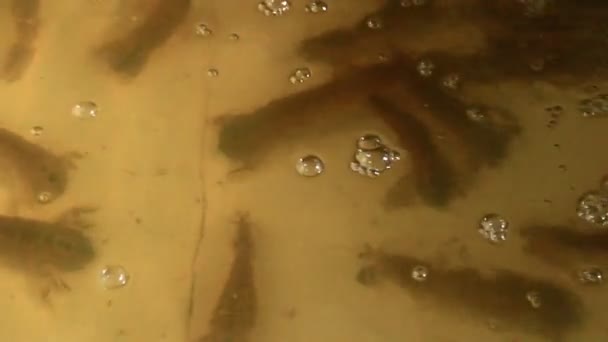 Crevettes et crabes dans l'eau — Video