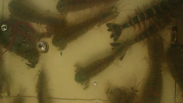 Креветки и крабы в воде — стоковое видео