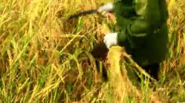 Coltivatori di riso in un campo raccolto
