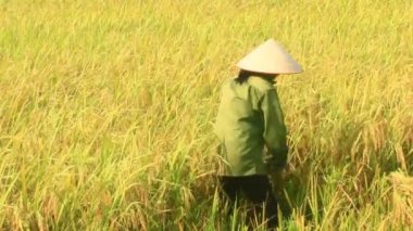 Coltivatori di riso in un campo raccolto