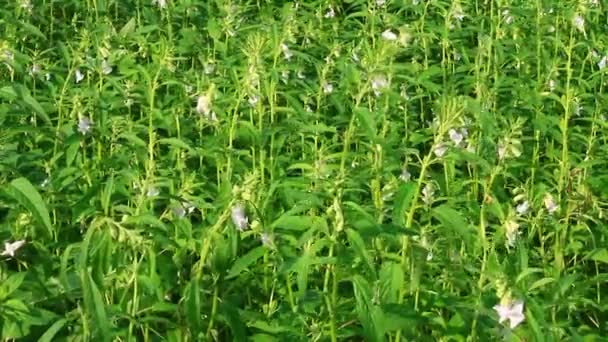 Sesame flowers — Stock Video