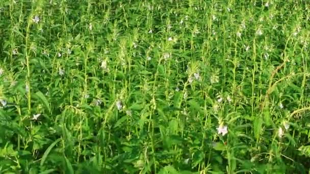 Sesame flowers — Stock Video