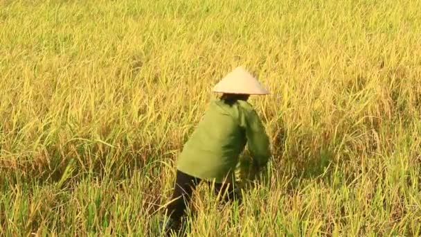 Farmers harvest rice in a field — Stock Video