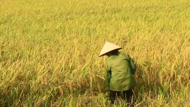 Rolnicy zbiorów ryżu w polu — Wideo stockowe
