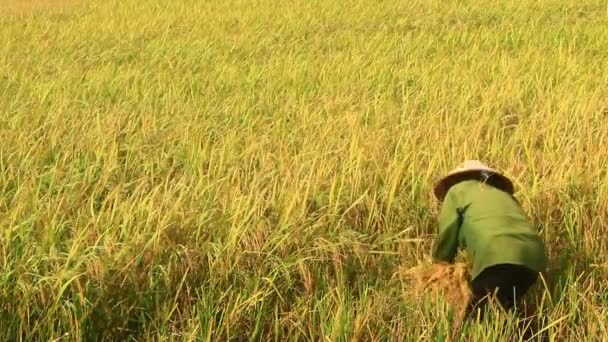 Les agriculteurs récoltent le riz dans un champ — Video