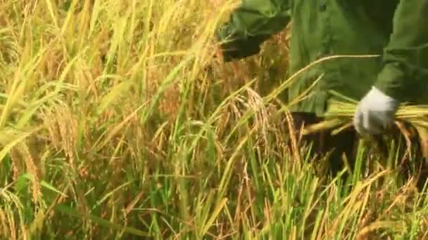 Agricultores cosechan arroz en un campo — Vídeos de Stock