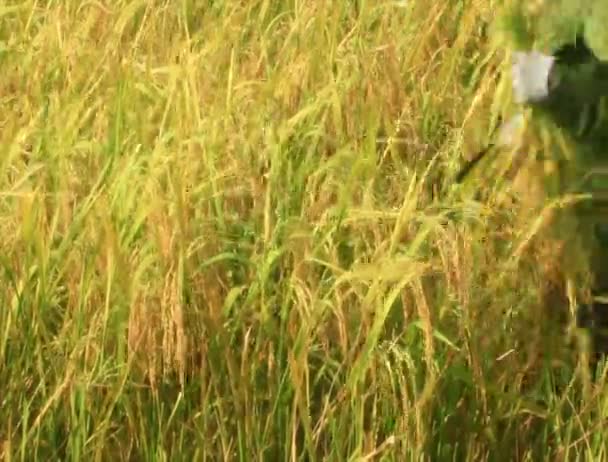 农民收割水稻字段中 — 图库视频影像