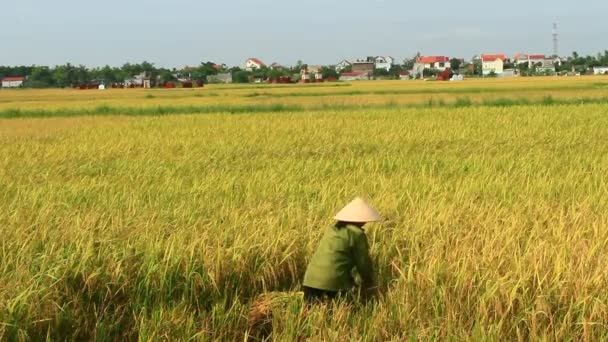 Les agriculteurs récoltent le riz dans un champ — Video