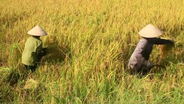 Les agriculteurs récoltent le riz dans un champ — Video