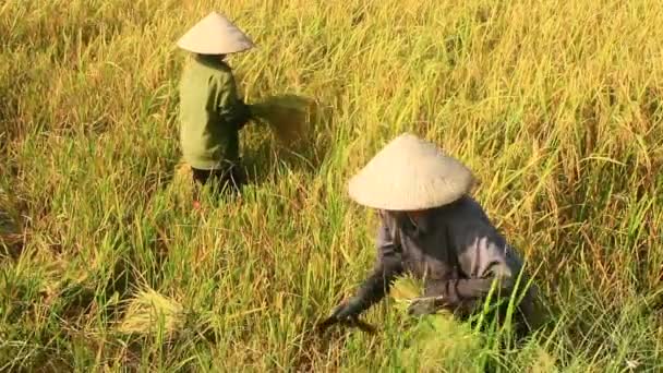 Les agriculteurs récoltent le riz dans un champ — Video