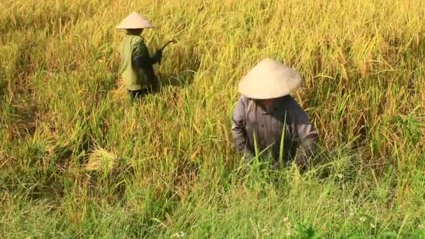 Bauern ernten Reis auf einem Feld — Stockvideo