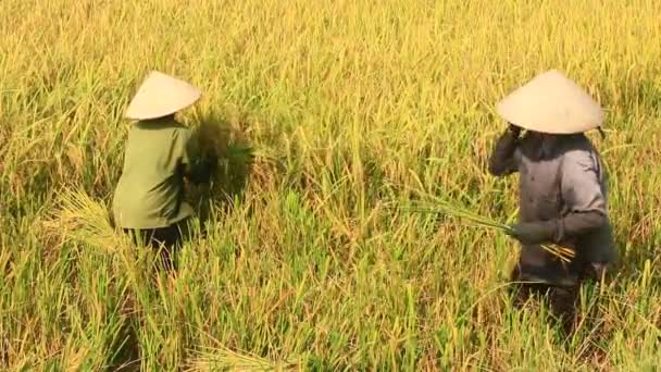 Agricultores colhem arroz em um campo — Vídeo de Stock