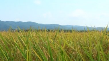 altın pirinç alan ve gökyüzü